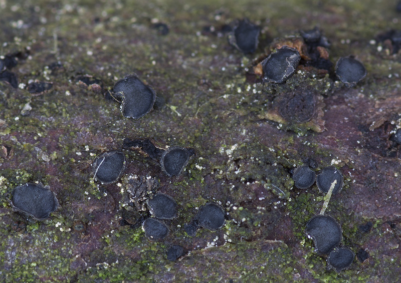 Grovesiella abieticola